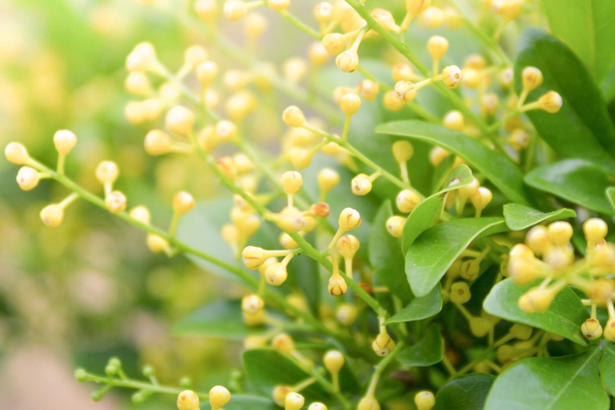 Aglaia...Kinesisk Risblomst...bland den med Mimose :*