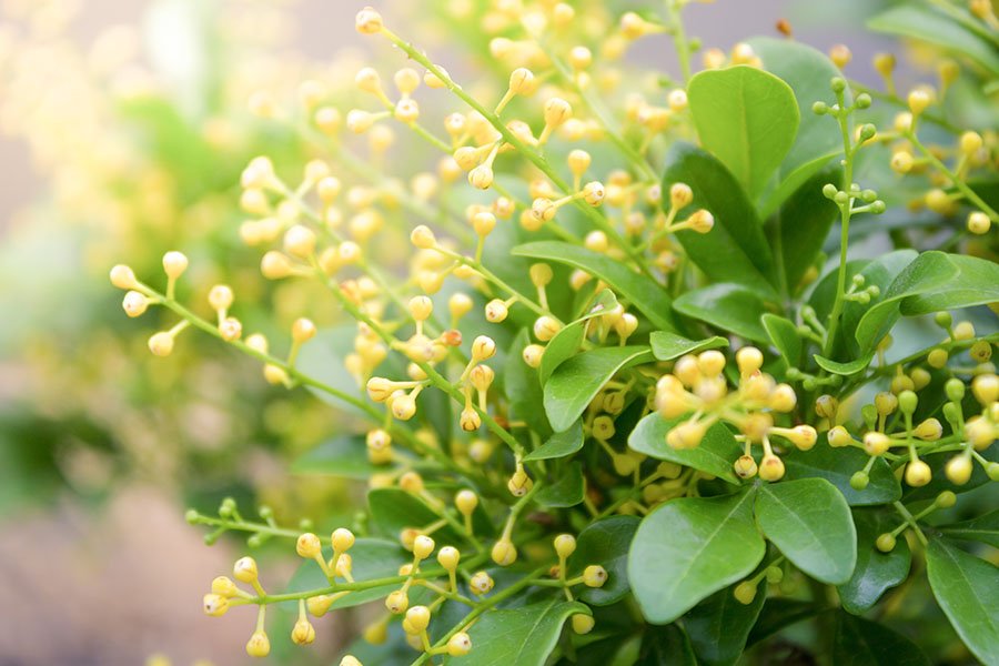 Mix Aglaia with Mimosa - a perfect match :*