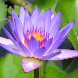 Blue Lotus