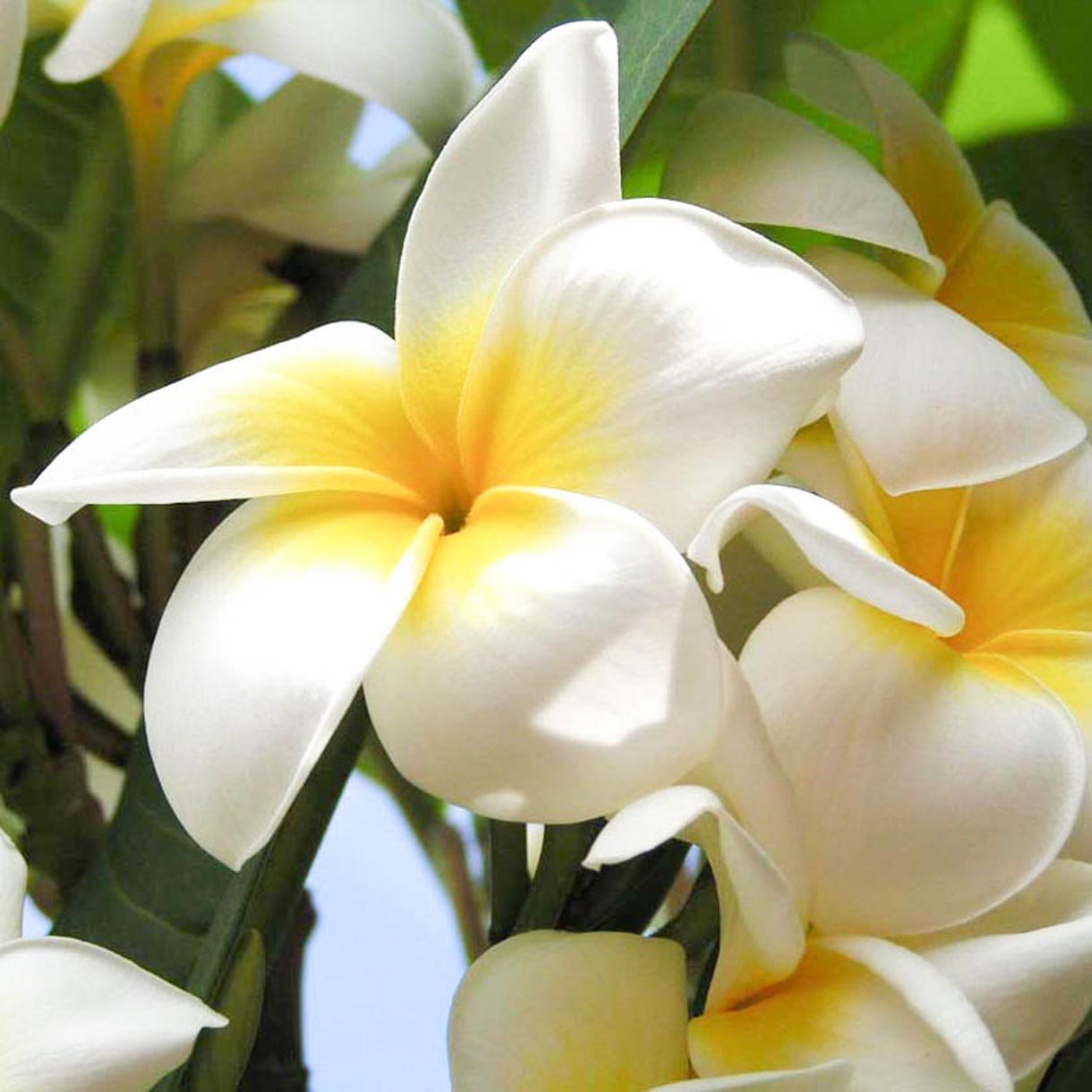 Frangipani