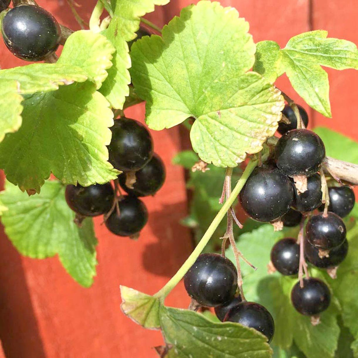 Blackcurrant buds