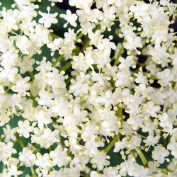 Elderflower