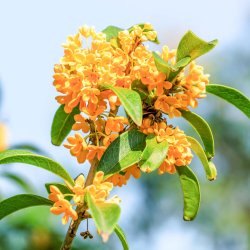 Osmanthus
