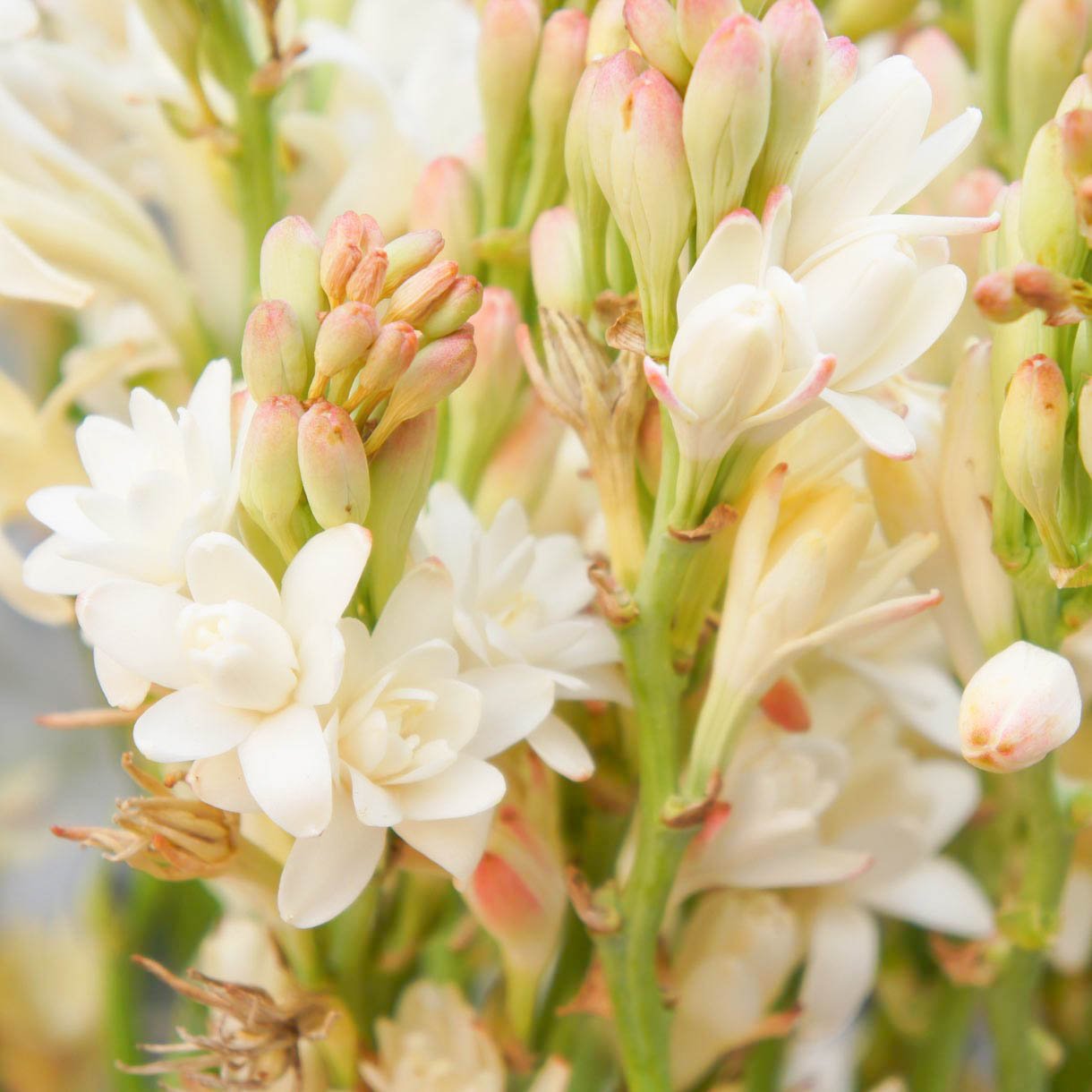 Tuberose