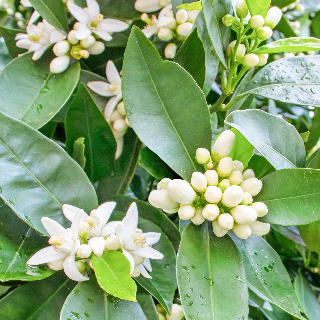 Neroli