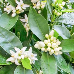 Neroli