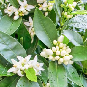 Neroli
