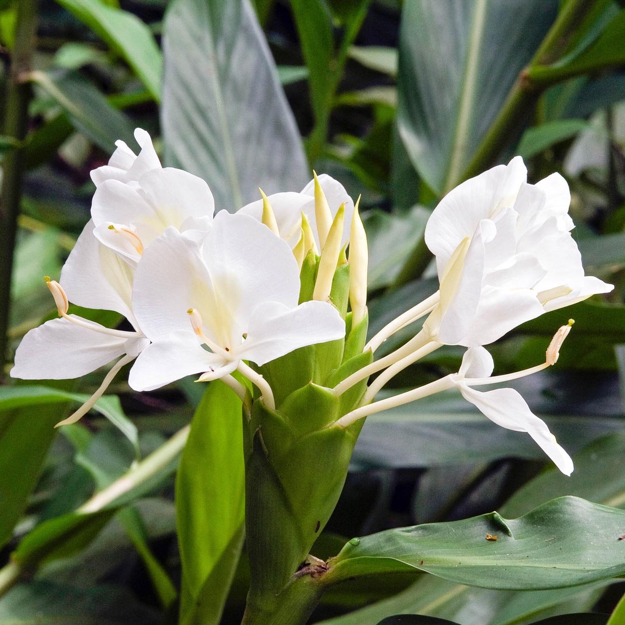 White Ginger Lily