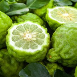 Bergamot FCF