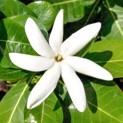 Tiare, Tahitian Gardenia