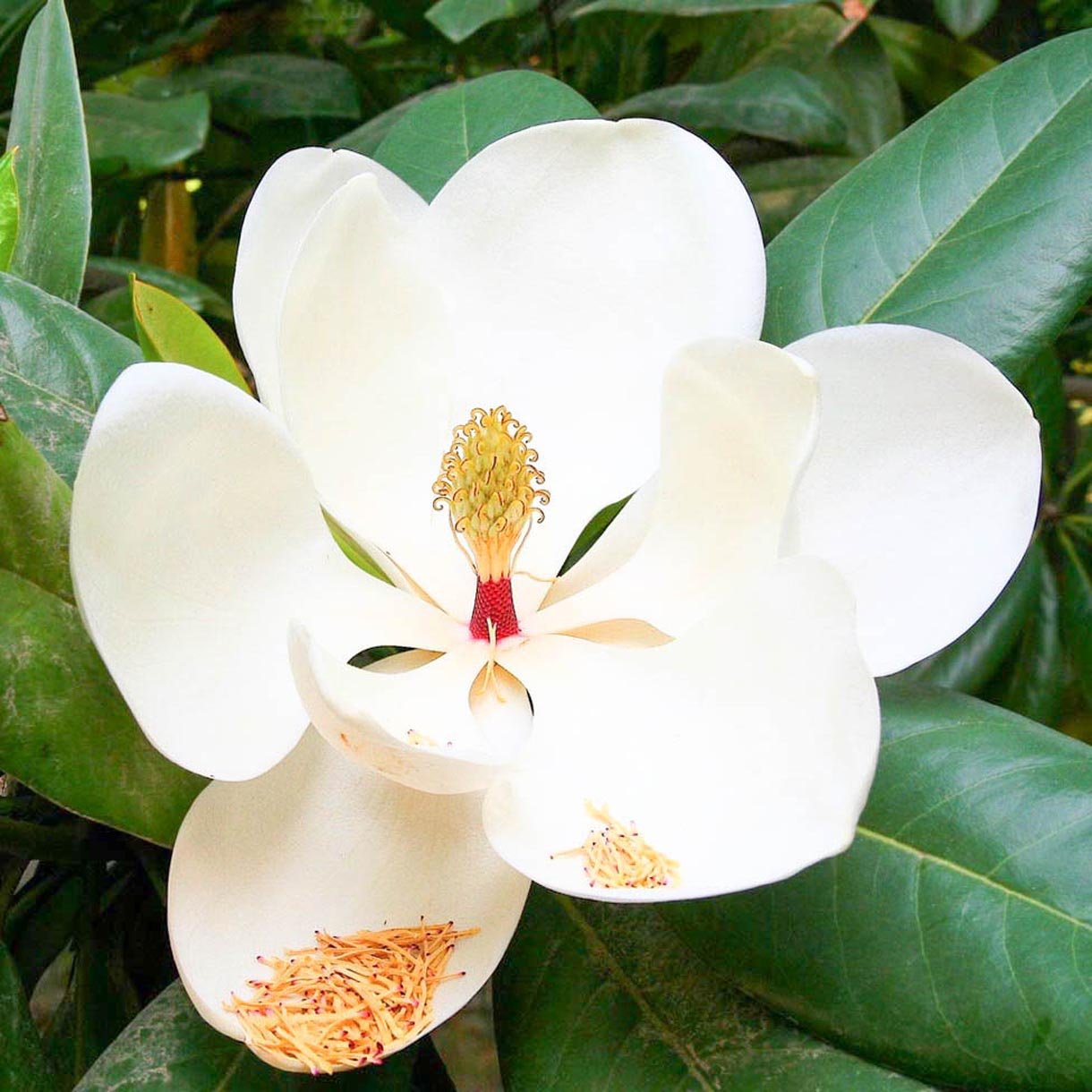 Magnolia 